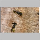 Ectemnius cavifrons oder ruficornis - Grabwespe serie13 07 Paerchen.jpg